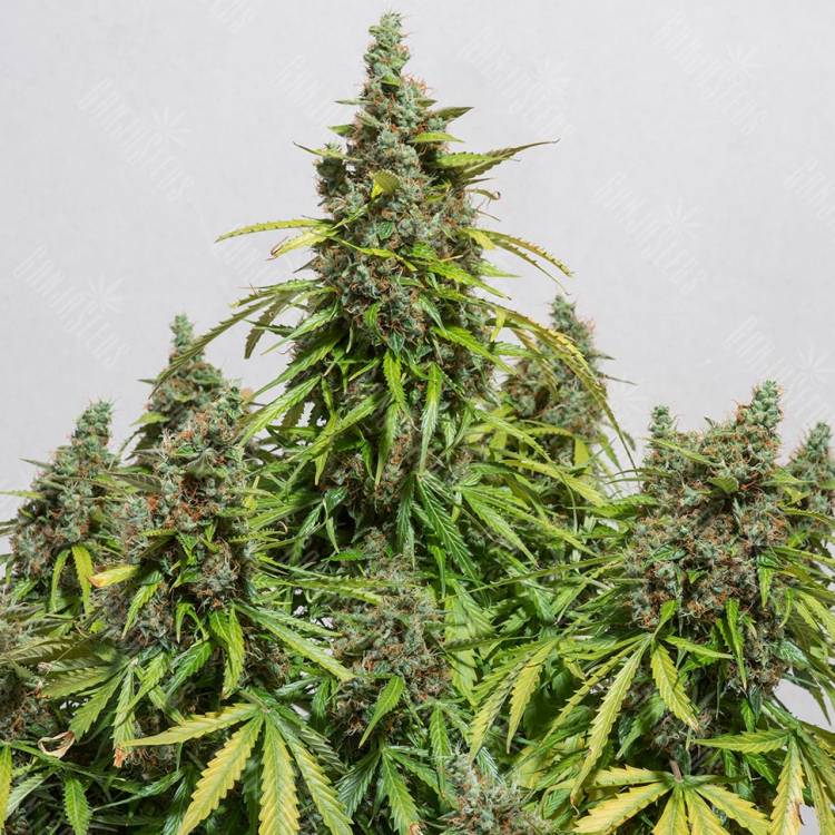 Auto Dinamex feminised Dinafem Seeds Auto Dinamex feminised Dinafem Seeds