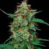 Auto Dinamex feminised Dinafem Seeds Auto Dinamex feminised Dinafem Seeds