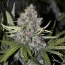 Northern Lights feminised Breeders Community Seeds