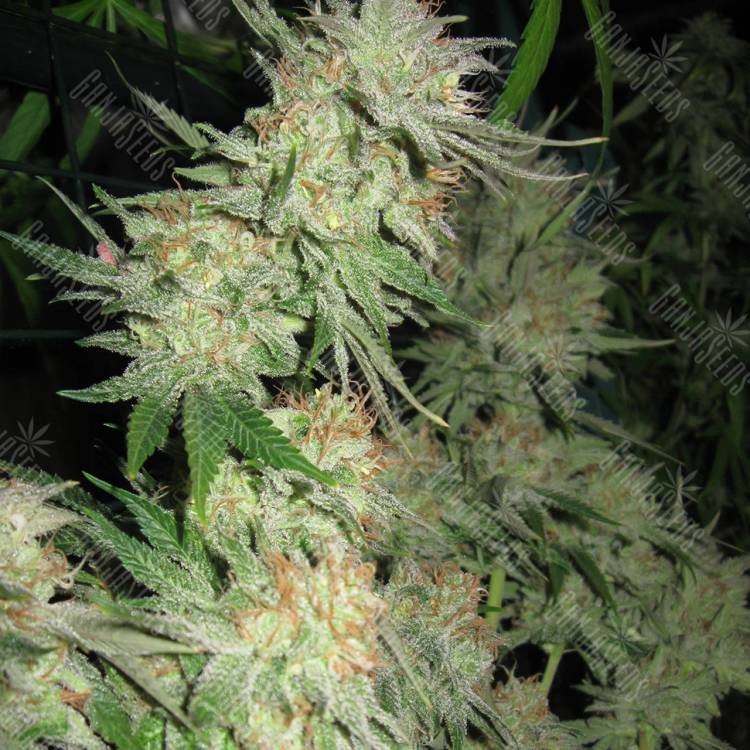 семена конопли G13 Skunk regular Ganja Seeds семена конопли G13 Skunk regular Ganja Seeds
