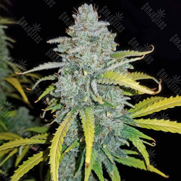 семена конопли феминизированные Auto Blue Dream'matic feminised Fast Buds семена конопли феминизированные Auto Blue Dream'matic feminised Fast Buds