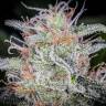 семена конопли в оригинальных упаковках Auto Blue Dream'matic feminised Fast Buds семена конопли в оригинальных упаковках Auto Blue Dream'matic feminised Fast Buds