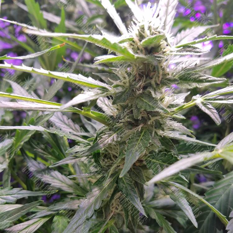 заказать качественные семена конопли Auto Lemon OG Haze feminised Nirvana Seeds