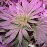 семена конопли для посадки купить New York City feminised Pyramid Seeds