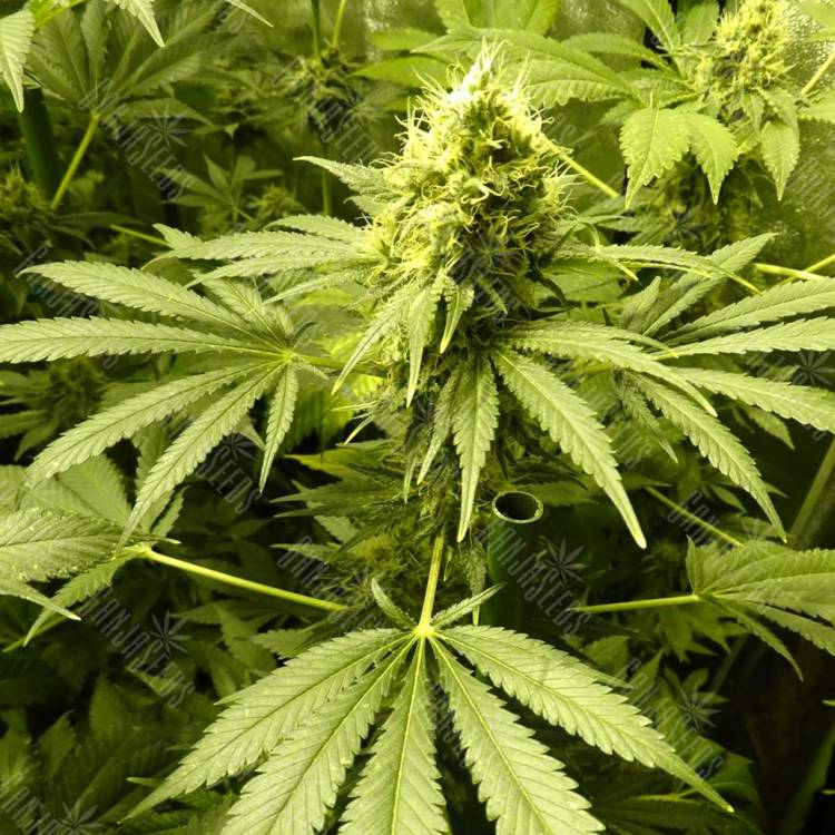 семена конопли дешево Royal Domina feminised Royal Queen