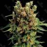 Hash Plant feminised Ganja Seeds Hash Plant feminised Ganja Seeds