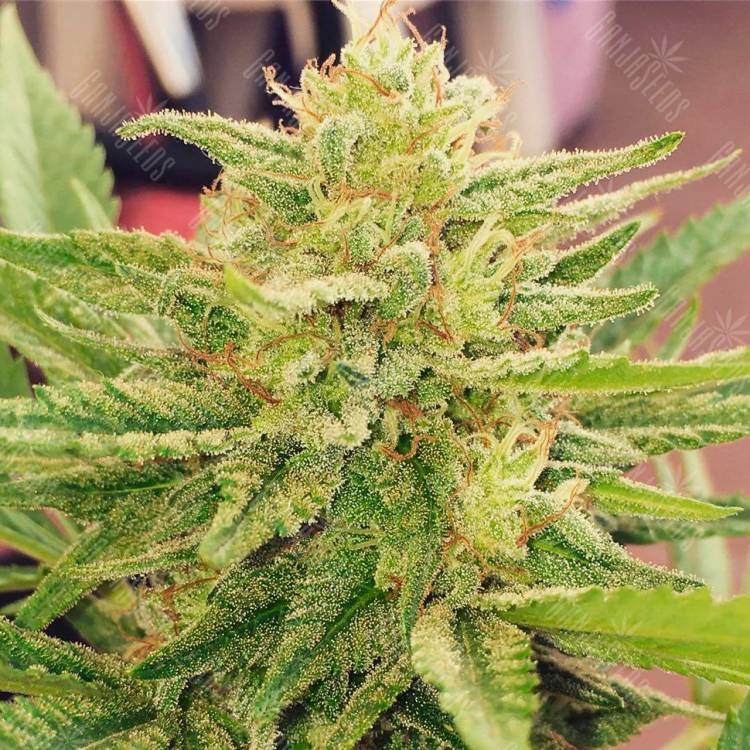 CBDivine feminised Ganja Seeds купить CBDivine feminised Ganja Seeds купить