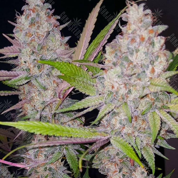 семена конопли купить Exodus Cheese feminised