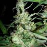 семена конопли в фирменной упаковке Exodus Cheese feminised Green House Seeds