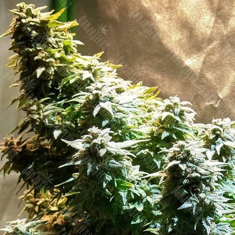 Auto Haze 2.0 feminised Dinafem Seeds Auto Haze 2.0 feminised Dinafem Seeds
