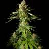 Auto Haze 2.0 feminised Dinafem Seeds Auto Haze 2.0 feminised Dinafem Seeds