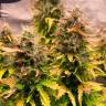 Auto Haze 2.0 feminised Dinafem Seeds Auto Haze 2.0 feminised Dinafem Seeds