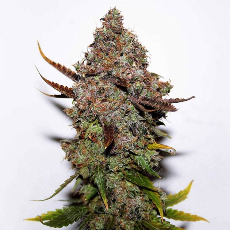 Skunk feminised Breeders Community Seeds