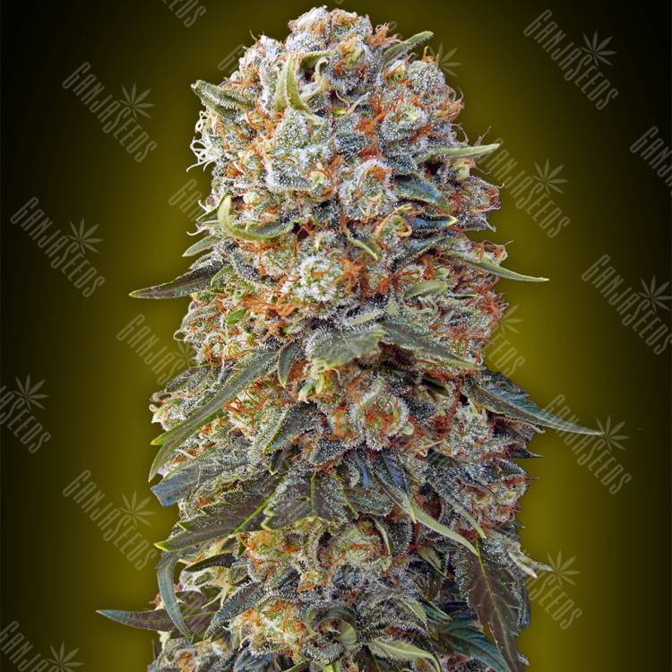 купить семена конопли Sweet Critical feminised 00 Seeds