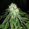 семена конопли элитных сортов Mango Sapphire feminised Humboldt Seeds семена конопли элитных сортов Mango Sapphire feminised Humboldt Seeds