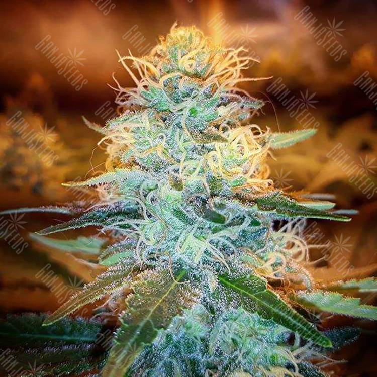 семена конопли курьером Northern Lights feminised Pyramid Seeds семена конопли курьером Northern Lights feminised Pyramid Seeds