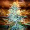 семена конопли курьером Northern Lights feminised Pyramid Seeds семена конопли курьером Northern Lights feminised Pyramid Seeds