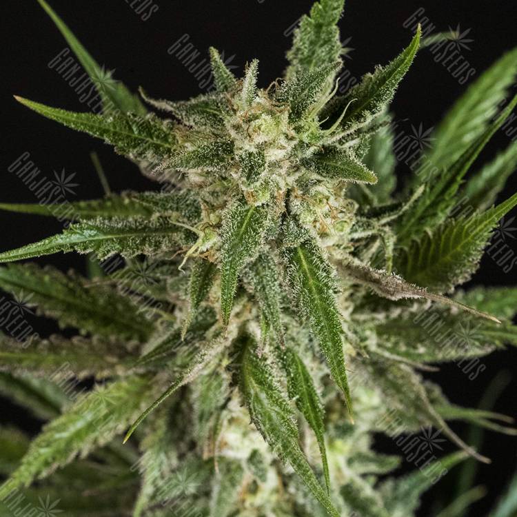семена конопли интернет магазин Mother Gorilla (Royal Madre) feminised Royal Queen