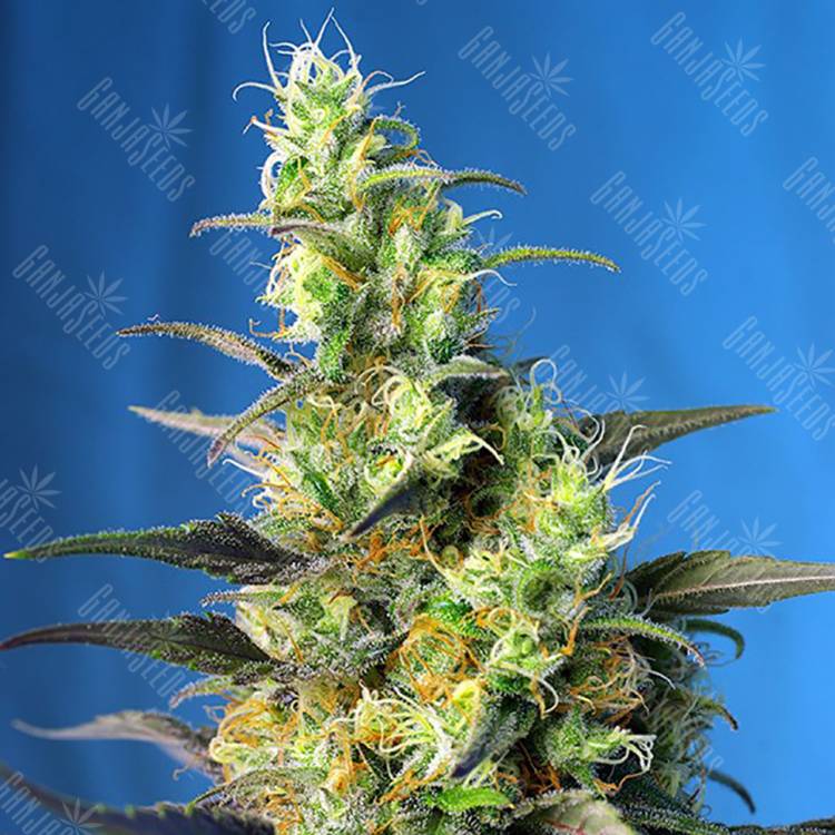 семена конопли Россия Ice Cool CBD feminised Sweet Seeds семена конопли Россия Ice Cool CBD feminised Sweet Seeds