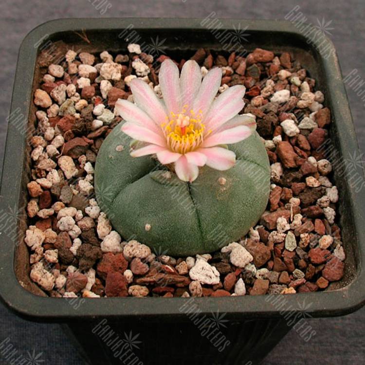 Семена кактуса Lophophora williamsii SB 854