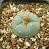 Заказать недорогие семена кактуса Lophophora williamsii SB 854