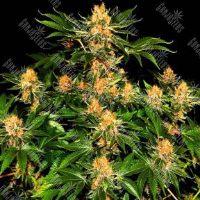 Purple Punch feminised Ganja Seeds