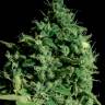 заказать семена конопли Cheese CBD feminised Ganja Seeds
