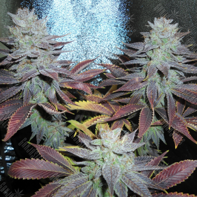 Auto Lavender feminised Ganja Seeds