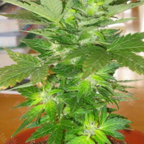 Auto Easy Ryder feminised Ganja Seeds