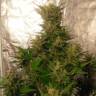 Семена недорого Auto Easy Ryder feminised Ganja Seeds Семена недорого Auto Easy Ryder feminised Ganja Seeds