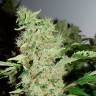 Colossus feminised GanjaVIP Seeds
