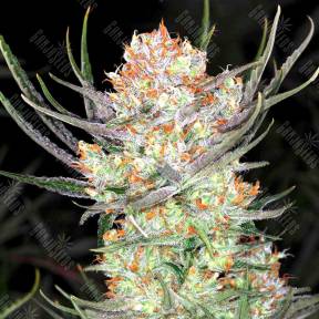 Colossus feminised GanjaVIP Seeds