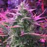 семена конопли f1 в оригинальной упаковке Moby Dick feminised Green House Seeds семена конопли f1 в оригинальной упаковке Moby Dick feminised Green House Seeds