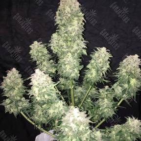 Auto Haze XXL feminised Dinafem Seeds