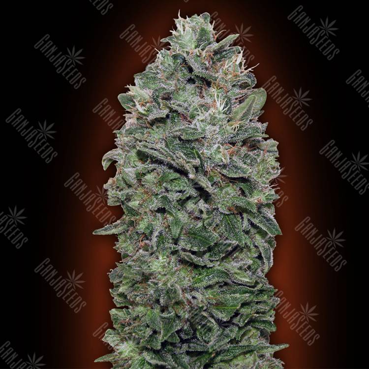 семена конопли наложенным платежом Sweet Soma feminised 00 Seeds семена конопли наложенным платежом Sweet Soma feminised 00 Seeds