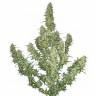 семена конопли дешево Auto Buddha Magnum feminised Buddha Seeds семена конопли дешево Auto Buddha Magnum feminised Buddha Seeds