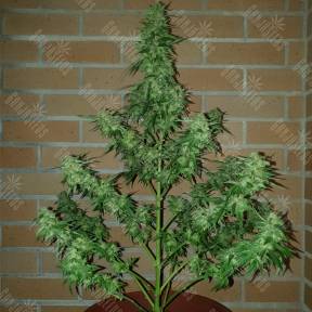 Auto Buddha Magnum feminised Buddha Seeds