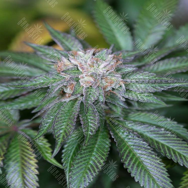 семена конопли гидропоники Master Kush feminised Humboldt Seeds семена конопли гидропоники Master Kush feminised Humboldt Seeds