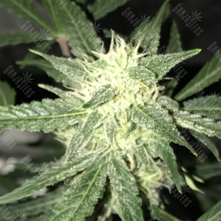 семена культурной конопли купить Auto OG Kush feminised Nirvana Seeds