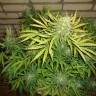 семена каннабиса Auto Big Devil #2 feminised Sweet Seeds