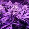 купить семена конопли Royal Moby feminised Royal Queen купить семена конопли Royal Moby feminised Royal Queen