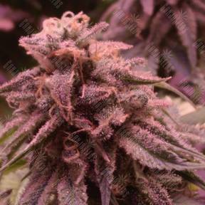 Ice Cool feminised Sweet Seeds