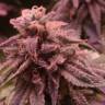 семена конопли Ice Cool feminised Sweet Seeds