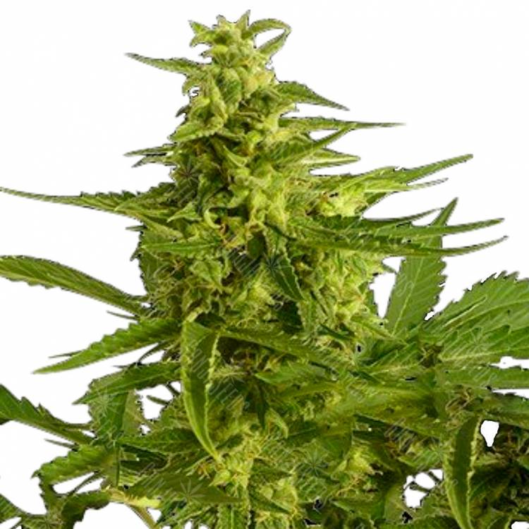 Семена конопли для новичков Auto Critical Hog feminised Ganja Seeds Семена конопли для новичков Auto Critical Hog feminised Ganja Seeds