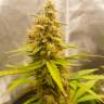 Семена марихуаны недорого Auto Critical Hog feminised Ganja Seeds Семена марихуаны недорого Auto Critical Hog feminised Ganja Seeds
