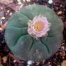 Качественные семена кактуса Lophophora williamsii Качественные семена кактуса Lophophora williamsii