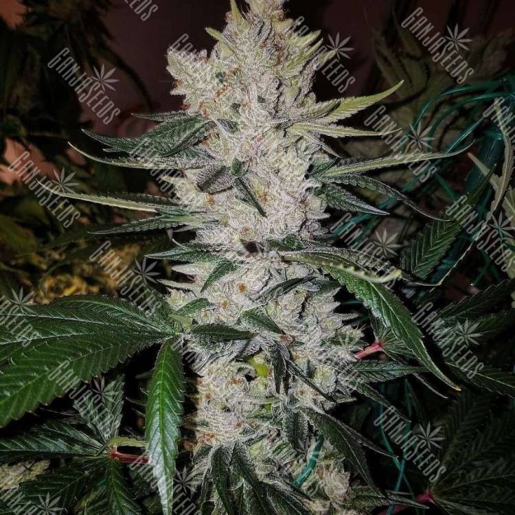 Gorilla Zkittlez feminised Ganja Seeds Gorilla Zkittlez feminised Ganja Seeds