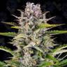 Gorilla Zkittlez feminised Ganja Seeds Gorilla Zkittlez feminised Ganja Seeds