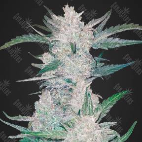 Auto Mexican Airlines feminised Ganja Seeds