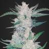 заказать на сайте семена конопли Auto Mexican Airlines feminised заказать на сайте семена конопли Auto Mexican Airlines feminised